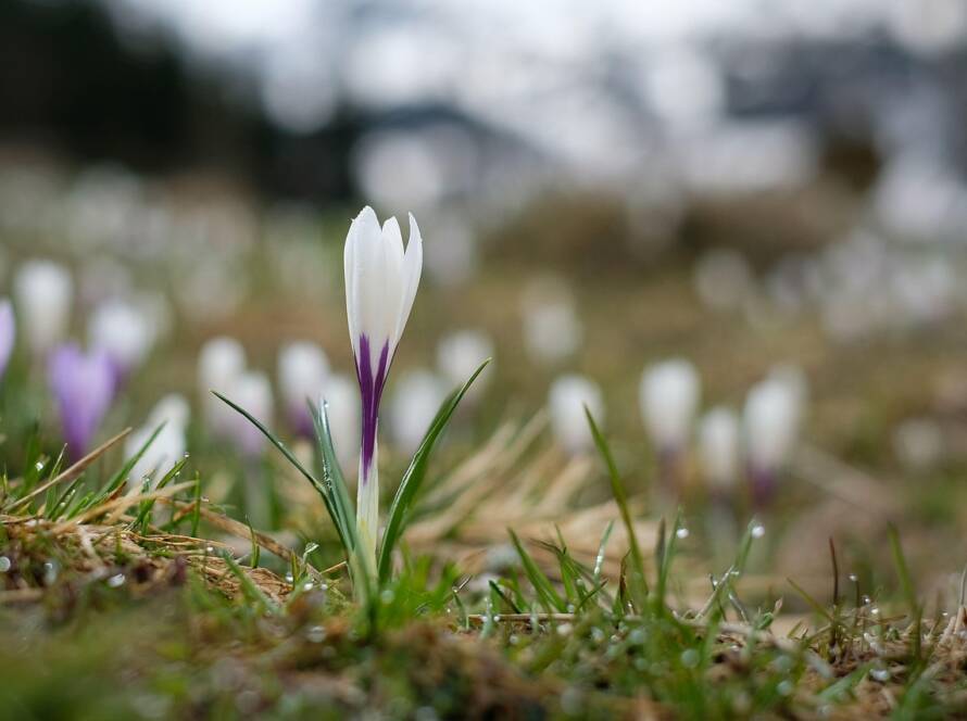 Crocus en premier plan sur fond d'autres crocus