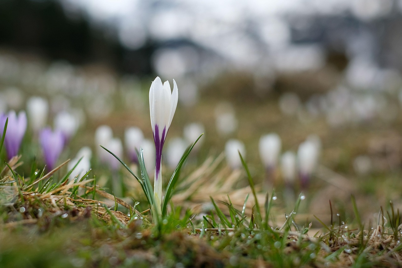 Crocus en premier plan sur fond d'autres crocus