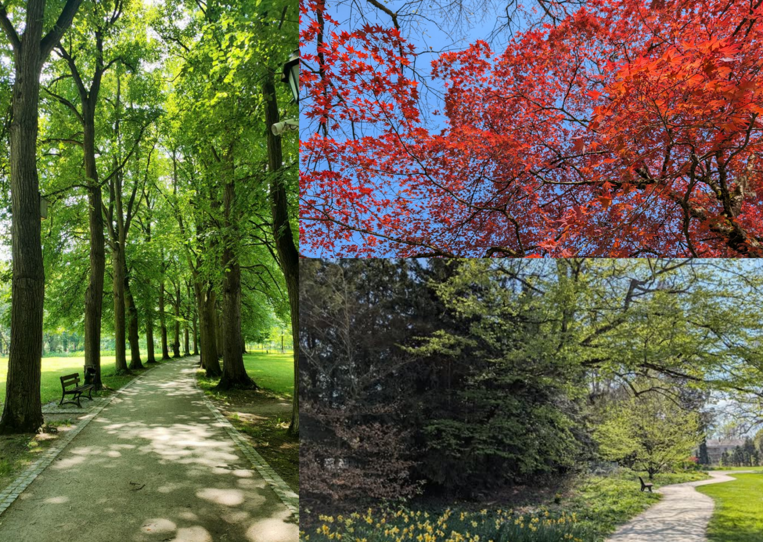 arbre - balade - parc