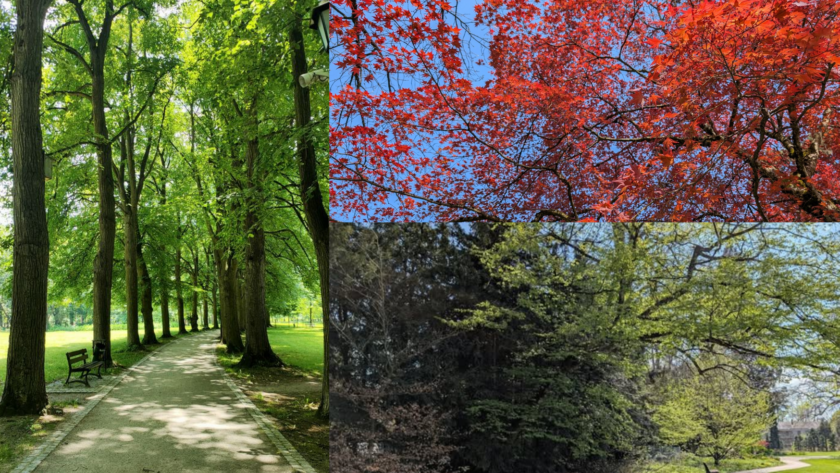 arbre - balade - parc