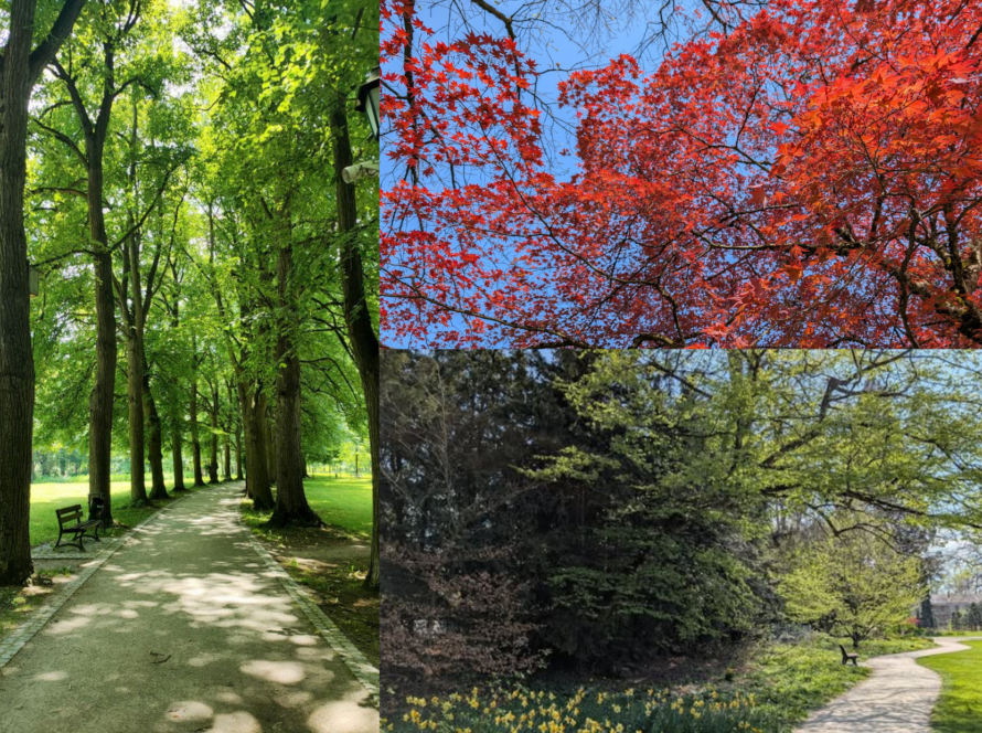 arbre - balade - parc