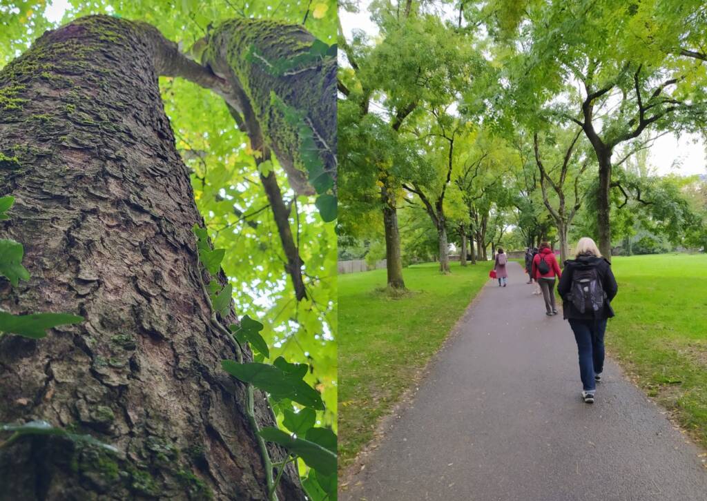 premier plan d'un tronc d'arbre élancé vers le haut - balade dans le parc