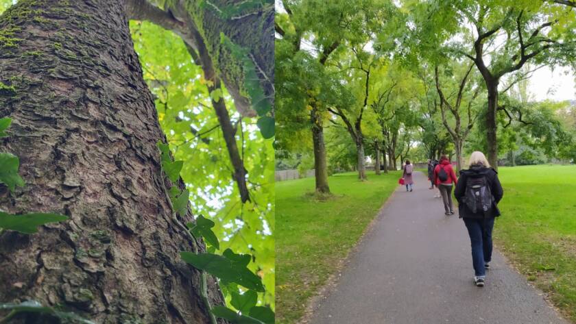 premier plan d'un tronc d'arbre élancé vers le haut - balade dans le parc