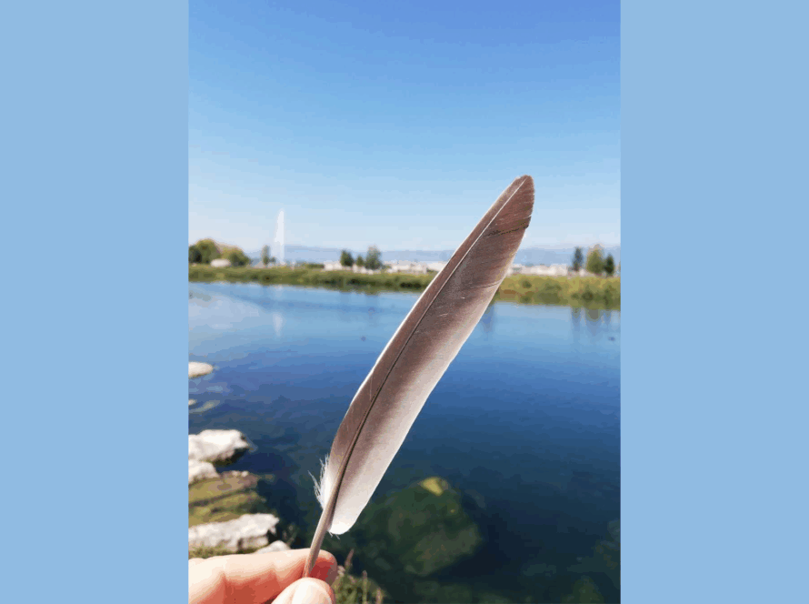 La plume évoque l'écriture, le paysage les territoires du titre